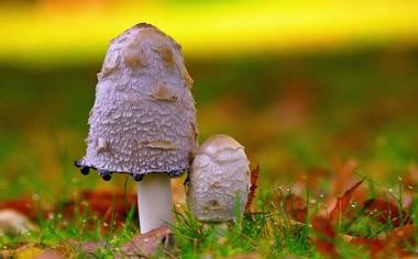 奥迪a6l如何操作暖风 老司机教你调奥迪a6l暖风