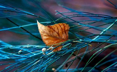 血源诅咒老猎人和原版区别,血源诅咒老猎人和新春版区别
